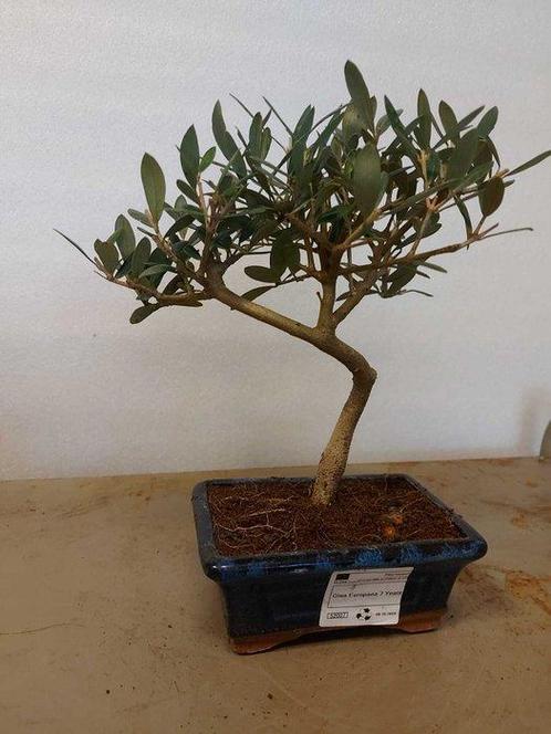 Olijf bonsai (Olea europaea) - Hoogte (boom): 25 cm - Diepte, Antiek en Kunst, Curiosa en Brocante