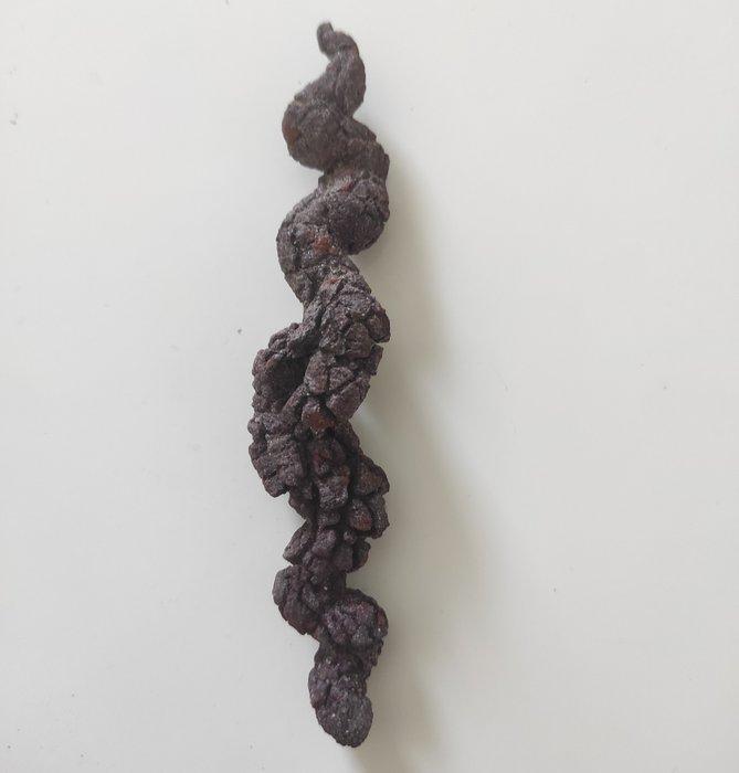 coprolithe fossile - Hauteur : 2 cm - Largeur : 2.5 cm- 50 g, Verzamelen, Mineralen en Fossielen