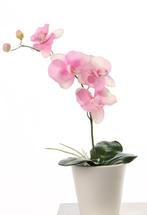 Orchidee phalaenopsis roze plant blad en wortels  zijdebloem