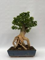 Bougainvillea bonsai (Bougainvillea glabra) - Hoogte (boom):