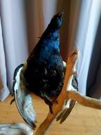 Tétra Support de corps entier pour taxidermie - Lyrurus, Nieuw