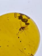 Birmese barnsteen - Gefossiliseerd dier (Zonder, Verzamelen