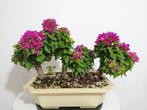 Bonsaï Bougainvillier (Bougainvillea glabra) - Hauteur