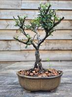 Dwergmispel bonsai - Hoogte (boom): 17 cm - Diepte (boom):, Antiek en Kunst, Kunst | Schilderijen | Klassiek