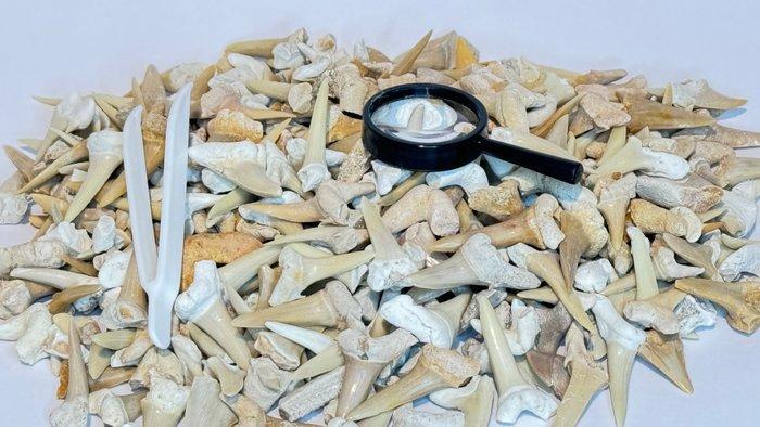 Meer dan 500 stuks! 500 g echte haaientanden – veelzijdige, Verzamelen, Mineralen en Fossielen