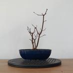 Japanse esdoorn Deshojo bonsai, Jardin & Terrasse, Ophalen of Verzenden
