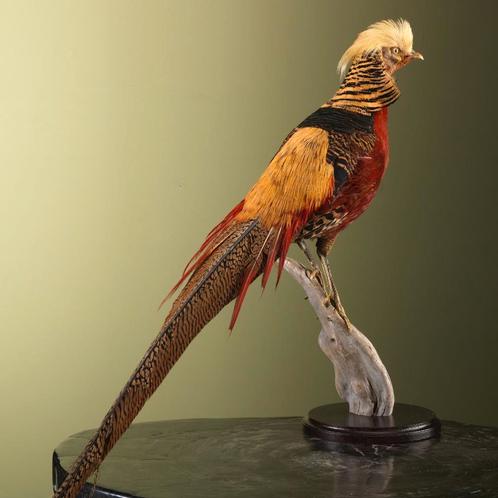 Goudfazant Taxidermie Opgezette Dieren By Max, Verzamelen, Dierenverzamelingen, Opgezet dier, Nieuw, Vogel, Ophalen of Verzenden