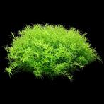 Rotala Wayanadi in vitro, Verzenden, Nieuw