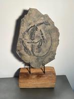 Zeereptiel - Fossiele matrix - Claudiosaurus germaini - 44