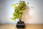 Japanese maple bonsai (Acer palmatum) - Hoogte (boom): 55 cm