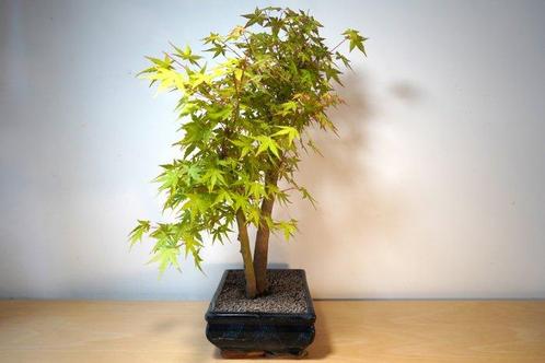 Japanese maple bonsai (Acer palmatum) - Hoogte (boom): 55 cm, Antiek en Kunst, Curiosa en Brocante