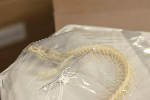 Squelette de serpent enroulé et courbé, spécimen de reptile., Verzamelen, Dierenverzamelingen