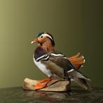 Mandarijneend Taxidermie Opgezette Dieren By Max, Ophalen of Verzenden, Opgezet dier