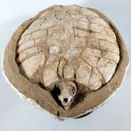 Schildpad - Gefossiliseerd dier - Ocepechelon - 17 cm - 36