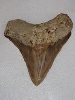Megalodon - Fossiele tand - 9.3 cm - 8.3 cm  (Zonder, Verzamelen, Mineralen en Fossielen