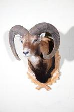 Grande monture de tête de mouflon Support mural pour, Nieuw