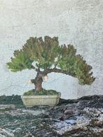 Jeneverbes bonsai (Juniperus) - Hoogte (boom): 16 cm -