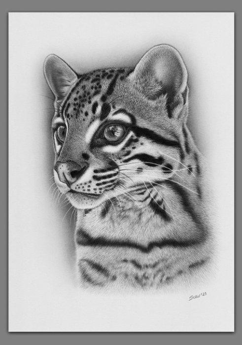 Schu (XX) - Wild cats - Ocelot, Antiek en Kunst, Kunst | Schilderijen | Modern