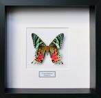 Vlinder Taxidermie volledige montage - Urania ripheus - 25