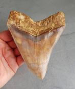 Megalodon - Fossiele tand - Otodus (Carcharocles) megalodon, Verzamelen