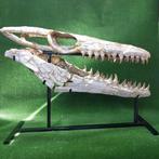 Mosasaurus - Fossiele schedel - Mosasaurus beaugei - 90 cm, Verzamelen