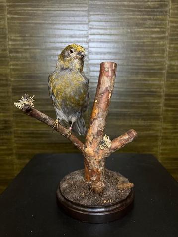 Haakbek Taxidermie Opgezette Dieren By Max beschikbaar voor biedingen