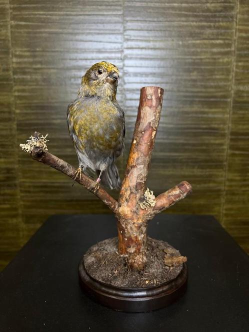 Haakbek Taxidermie Opgezette Dieren By Max, Collections, Collections Animaux, Enlèvement ou Envoi