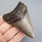Megalodon Shark - Fossiele tand - megaselachus megalodon -, Collections