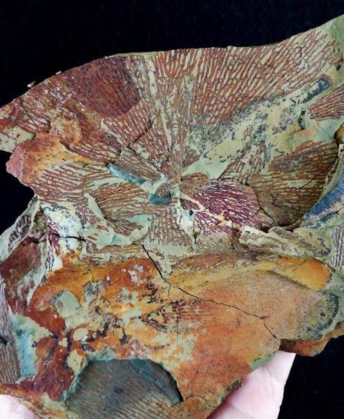 Spectaculaire graptoliet met buitengewone conservering –, Verzamelen, Mineralen en Fossielen