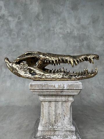 sculptuur, Large Saltwater Crocodile Skull fashioned in