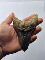 Megalodon - Fossiele tand - Otodus (Carcharocles) megalodon