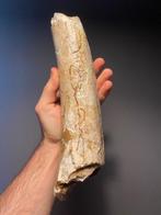 Wolharige mammoet - Gefossiliseerde slagtand - 26.5 cm, Verzamelen, Mineralen en Fossielen