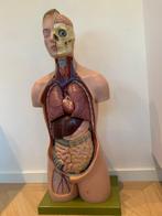 Anatomisch model - Torso Somso-Plast - 1960-1970