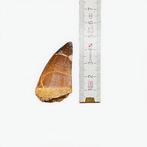 Originele mosasaurus-tand (4,5 cm) – Bovenkrijt, Marokko |, Verzamelen, Mineralen en Fossielen