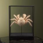 Spiny King Crab in Vitrine, Ophalen of Verzenden, Nieuw, Wild dier, Opgezet dier