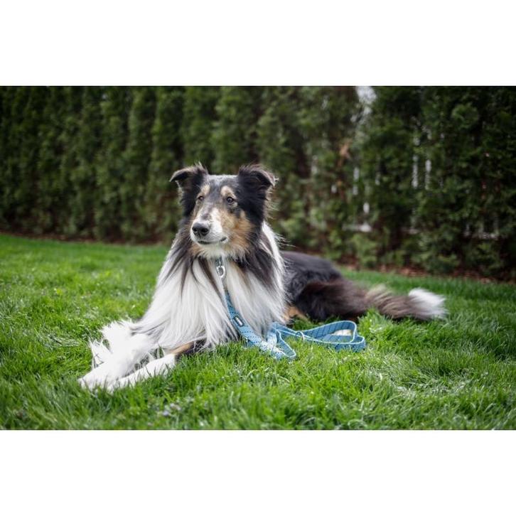 Laisse longue colorado  ocean, 25 mm - 200 cm - kerbl, Dieren en Toebehoren, Honden-accessoires