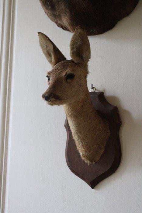 Jachttrofee, Collections, Collections Animaux