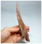 Grote, mooi bewaard gebleven 18,8 cm Hybodus Shark