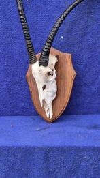Oryx Support mural pour taxidermie - Oryx gazella - très, Verzamelen, Dierenverzamelingen, Nieuw