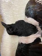 Kraai Taxidermie volledige montage - Eurasian Magpie - 10 cm, Nieuw