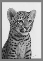 Schu - Leopard cub