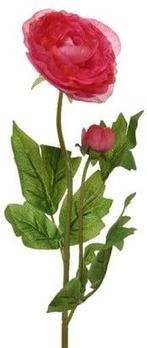 Ranonkel Camelia Donkerroze 8x10x57 cm per stuk, Nieuw