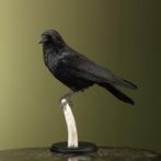 Kraai Taxidermie Opgezette Dieren By Max, Verzamelen, Dierenverzamelingen, Ophalen of Verzenden, Nieuw, Vogel, Opgezet dier