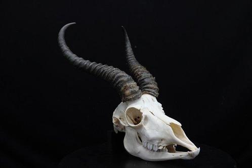 Springbok Crâne - Antidorcas marsupialis - 0 cm - 0 cm - 0, Verzamelen, Dierenverzamelingen