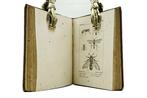 Anonyme - Atlas des Insectes - 1844
