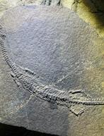 Een waardevol exemplaar - Gefossiliseerd dier - Honghesaurus, Verzamelen