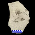 Fossiel skelet - Latonia gigantea - 32 cm - 22 cm, Verzamelen, Mineralen en Fossielen