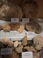 Oude fossielenverzameling, ongeveer 25 stuks. - Fossiele