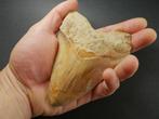 Megalodon - Fossiele tand - 12 cm, Verzamelen, Mineralen en Fossielen