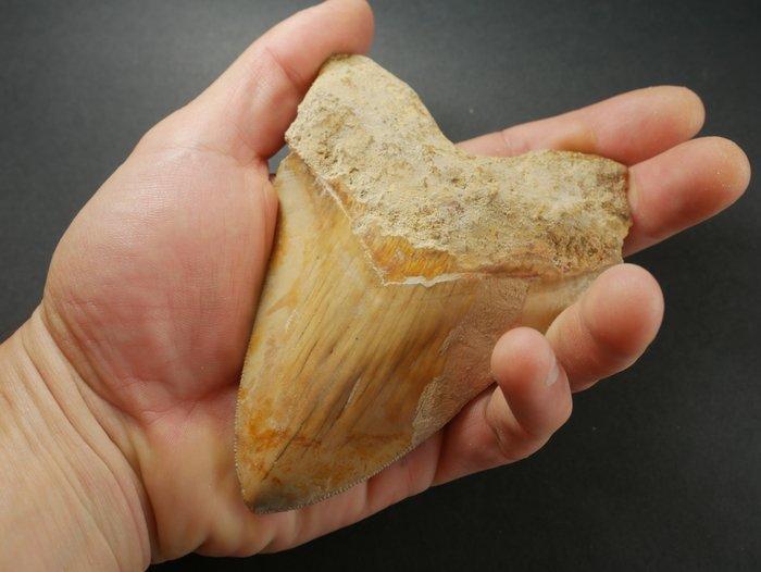 Megalodon - Fossiele tand - 12 cm, Verzamelen, Mineralen en Fossielen